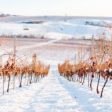 Ice Wine de la crama Liliac a câștigat premiul pentru “Cel mai bun vin dulce” la gala Gault & Millau România